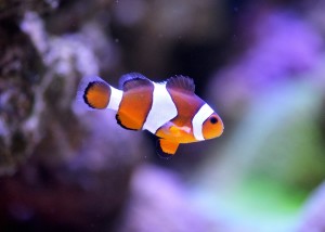 clownfish-1453910_1280